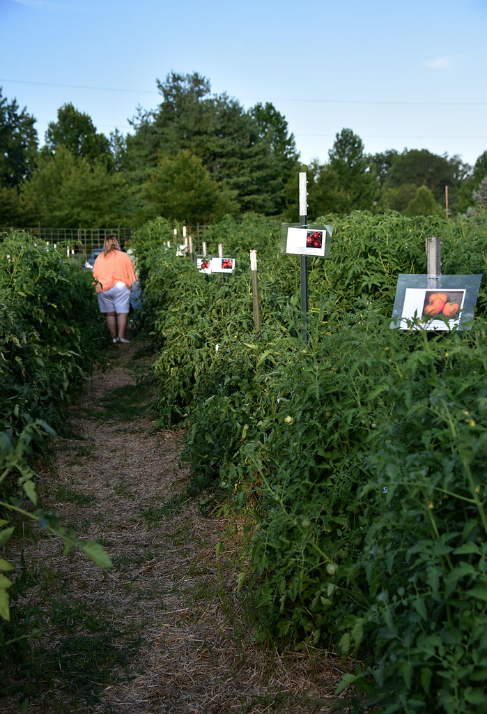 Visitors were allowed to walk through the tomato garden